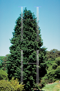 Picture of X Cupressocyparis leylandii 