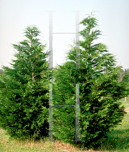 Picture of X Cupressocyparis leylandii 