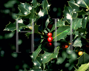 Picture of Ilex aquifolium 