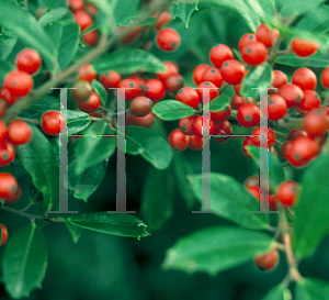 Picture of Ilex x attenuata 