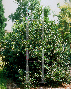 Picture of Ilex  'Nellie R. Stevens'