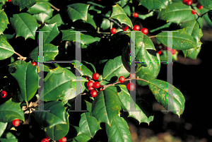 Picture of Ilex opaca 