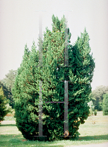 Picture of Juniperus chinensis 