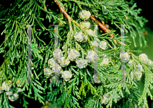 Picture of Juniperus chinensis 