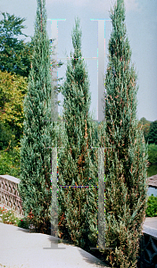 Picture of Juniperus scopulorum 