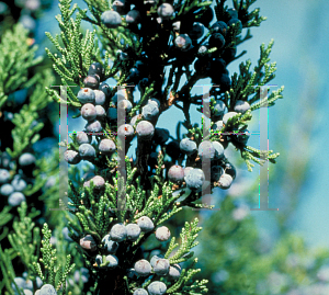 Picture of Juniperus virginiana 