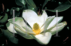 Picture of Magnolia grandiflora 