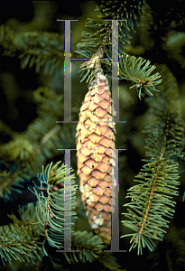 Picture of Picea abies 