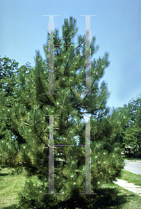 Picture of Pinus nigra 