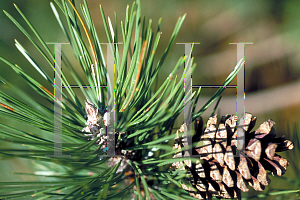 Picture of Pinus nigra 