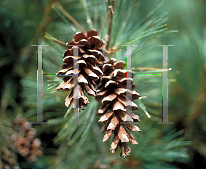 Picture of Pinus strobus 