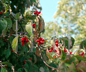 Picture of Cornus florida 