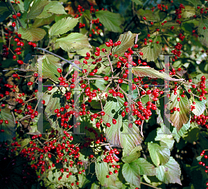 Picture of Viburnum x burkwoodii 