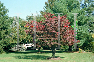 Picture of Cornus florida 