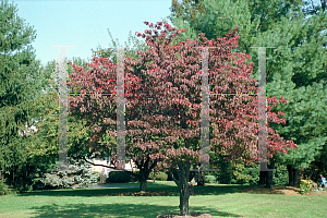 Picture of Cornus florida 