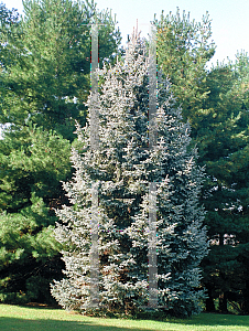 Picture of Picea glauca 