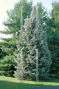 Picture of Picea glauca 