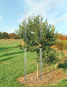 Picture of Styrax japonicum 