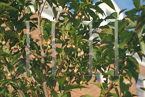 Picture of Styrax japonicum 