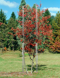 Picture of Franklinia alatamaha 