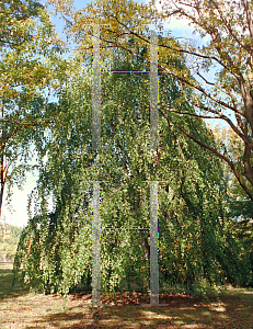 Picture of Fagus sylvatica 'Pendula'