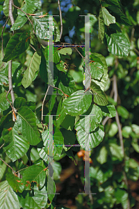 Picture of Fagus sylvatica 'Pendula'