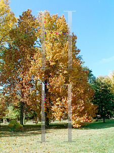 Picture of Magnolia acuminata 