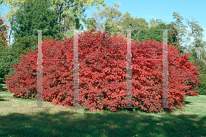 Picture of Euonymus alatus 