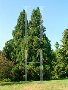 Picture of Cryptomeria japonica 