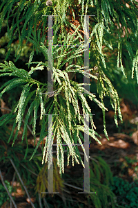 Picture of Cryptomeria japonica 