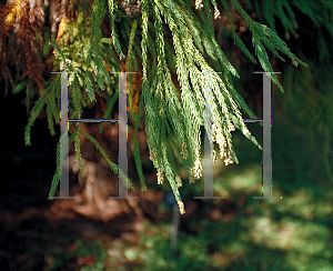 Picture of Cryptomeria japonica 