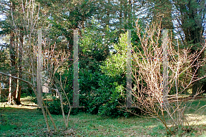 Picture of Prunus caroliniana 