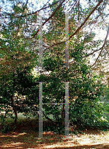 Picture of Prunus caroliniana 