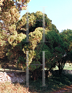 Picture of Platycladus orientalis 'Sieboldii'