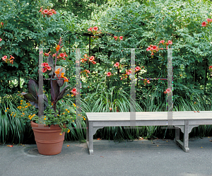 Picture of Campsis radicans 