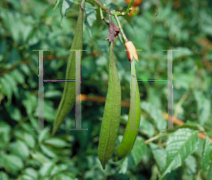 Picture of Campsis radicans 