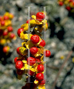 Picture of Celastrus scandens 