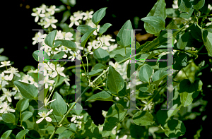 Picture of Clematis virginiana 