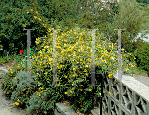 Picture of Gelsemium sempervirens 