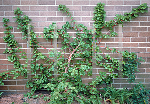 Picture of Hydrangea anomala 