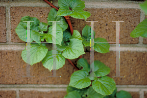 Picture of Hydrangea anomala 