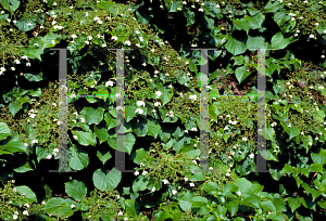 Picture of Hydrangea anomala 