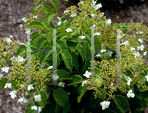 Picture of Hydrangea anomala 