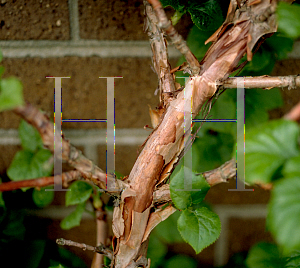 Picture of Hydrangea anomala 