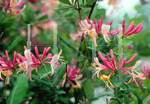 Picture of Lonicera x heckrottii 