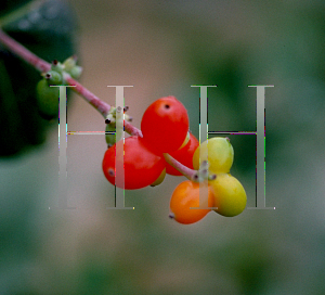 Picture of Lonicera sempervirens 