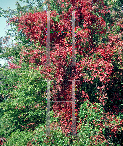 Picture of Parthenocissus quinquefolia 