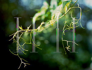 Picture of Parthenocissus quinquefolia 