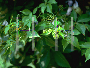 Picture of Parthenocissus quinquefolia 