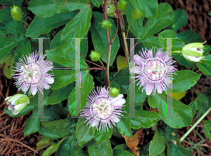 Picture of Passiflora incarnata 